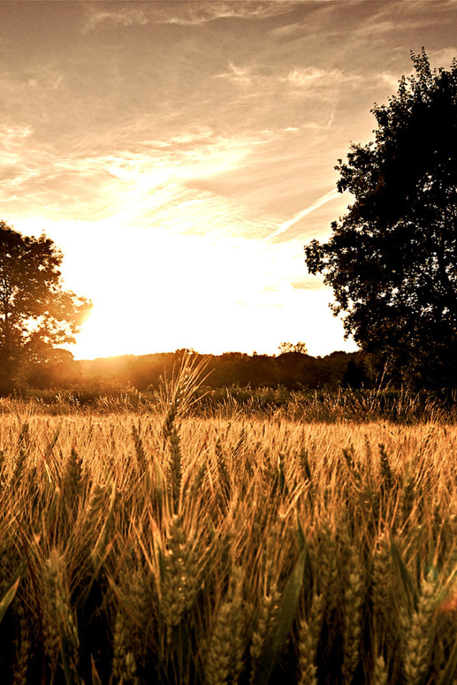 Пшеничное поле на закате