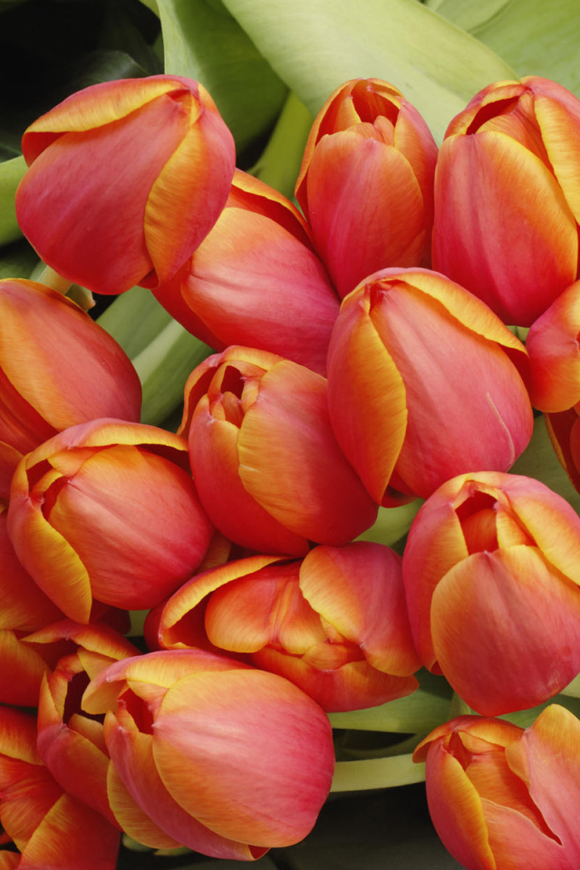 Красивые тюльпаны