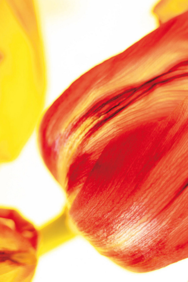 Красивые тюльпаны