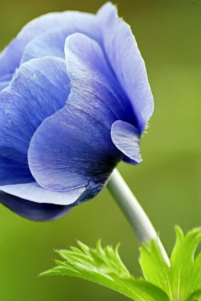 Голубой цветок