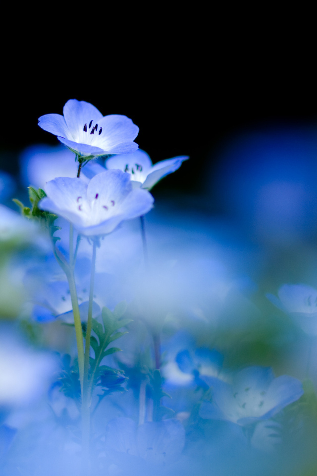 Голубые цветы на нежном фоне