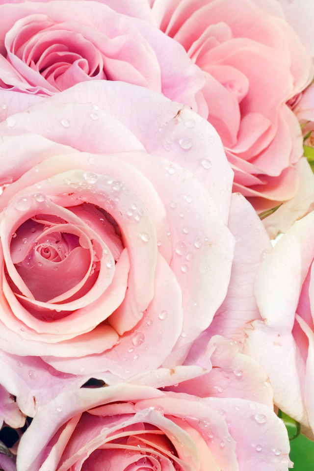 Букет из роз