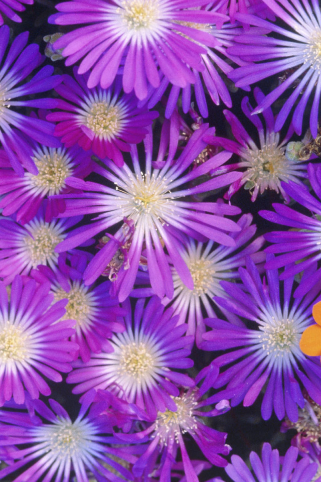 Букет красивых цветов