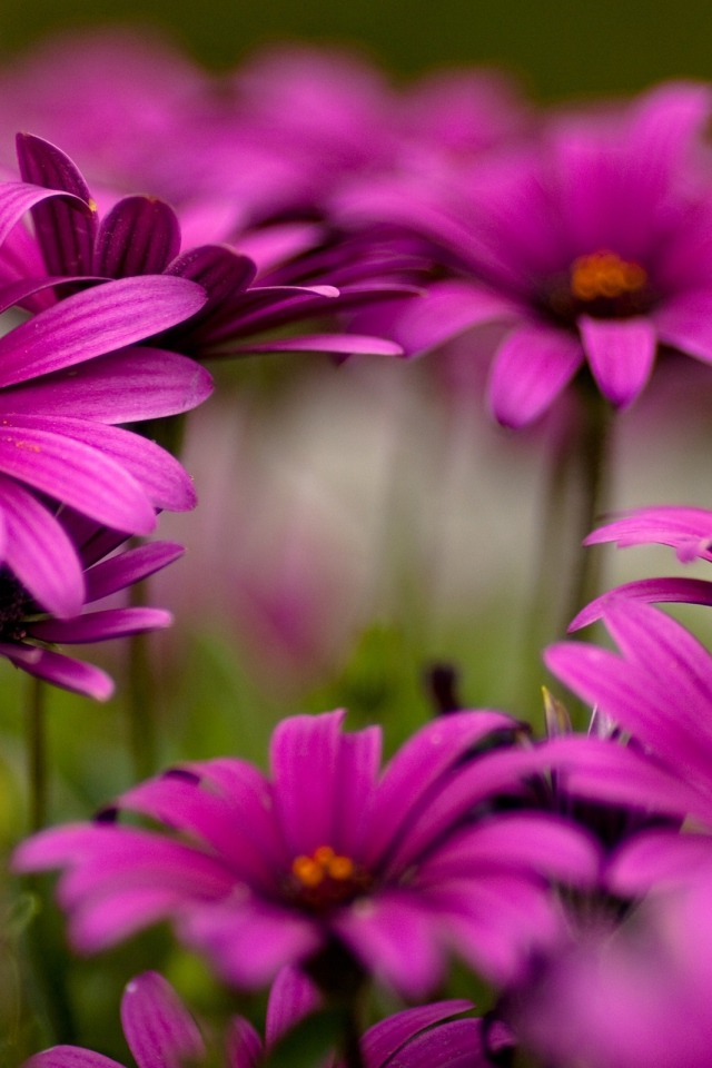 Яркие цветы