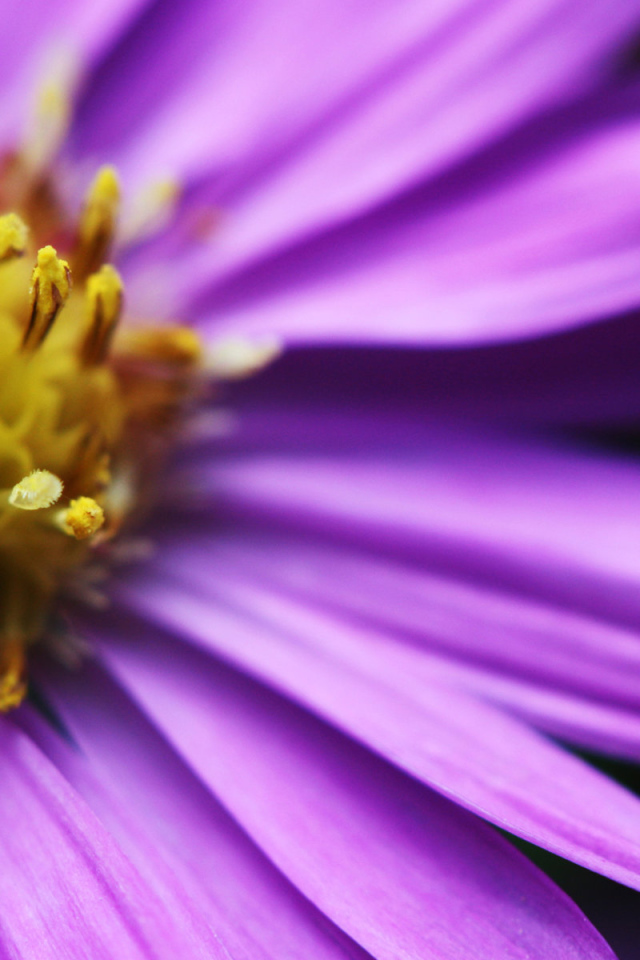 Яркий цветочек