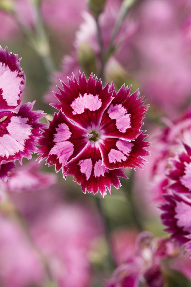 Яркие цветочки