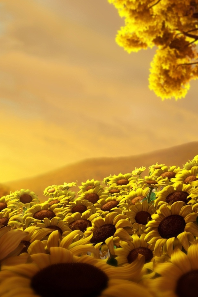 Страна подсолнухов