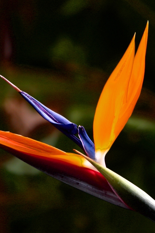 Экзотический цветок