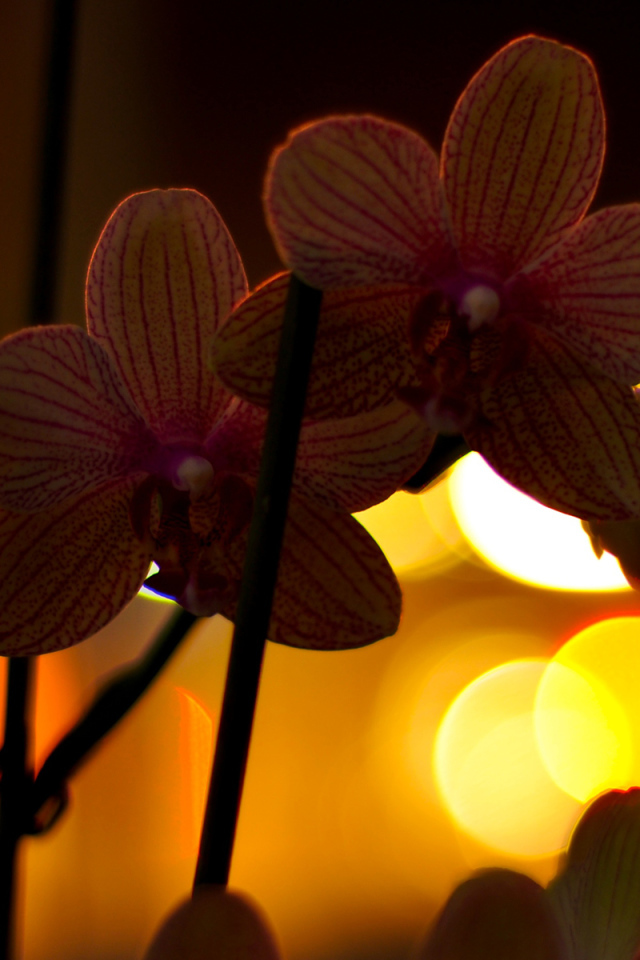 Цветы любимой