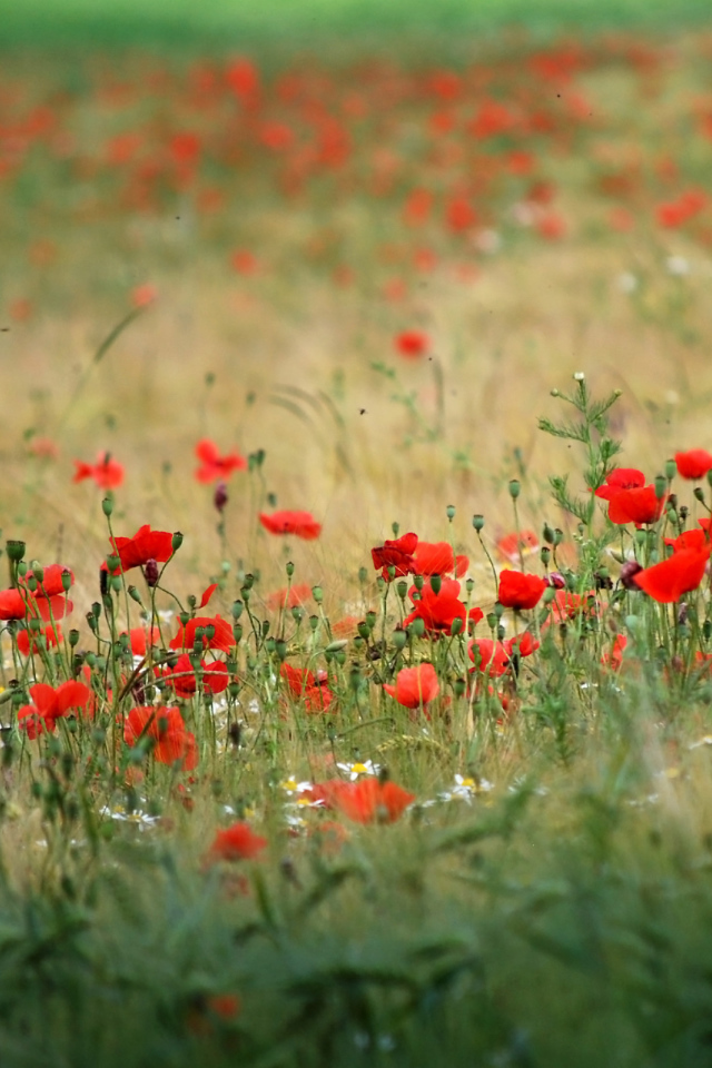 Поле красивых цветов