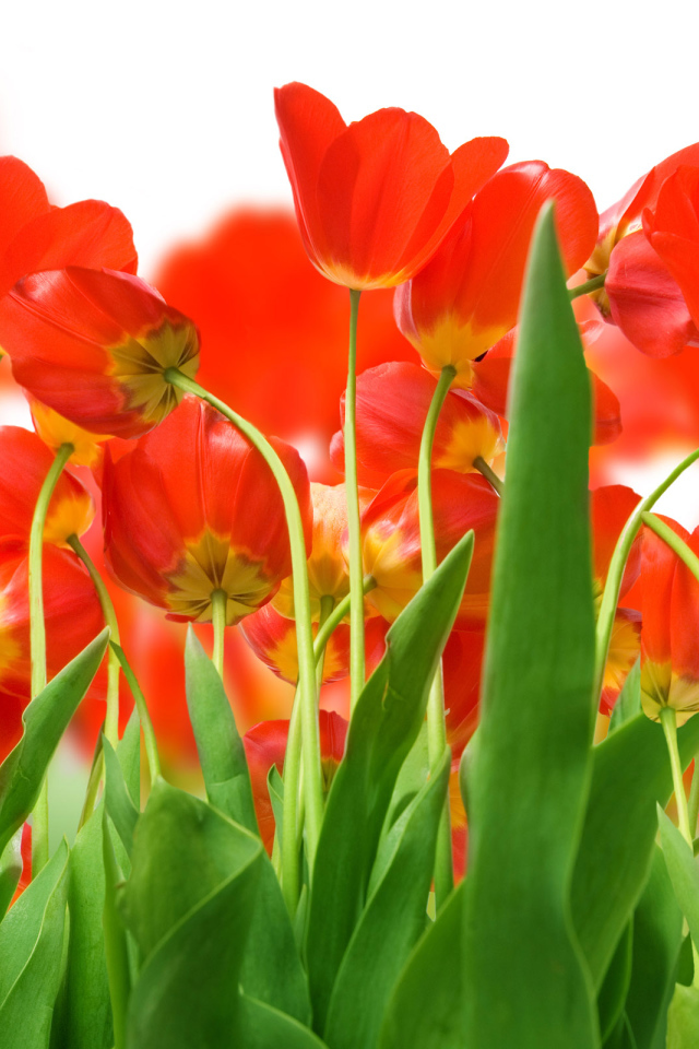 Поле красных тюльпанов