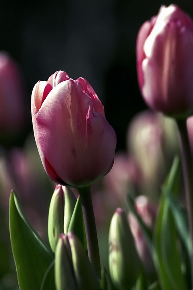 Поле тюльпанов