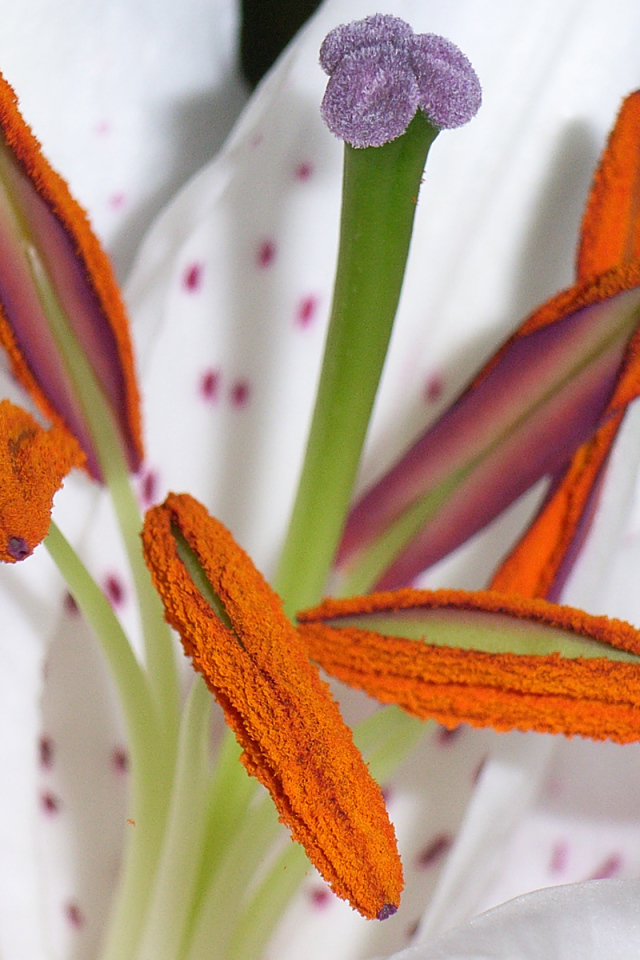 Цветок пыльца пестик тычинка