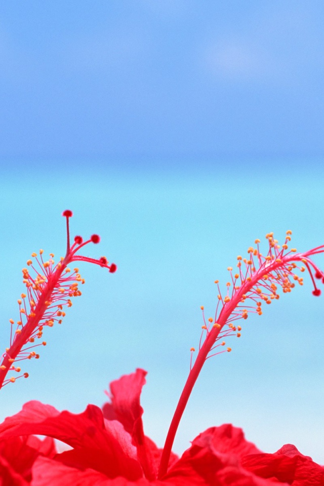 Цветы на Мальдивских островах