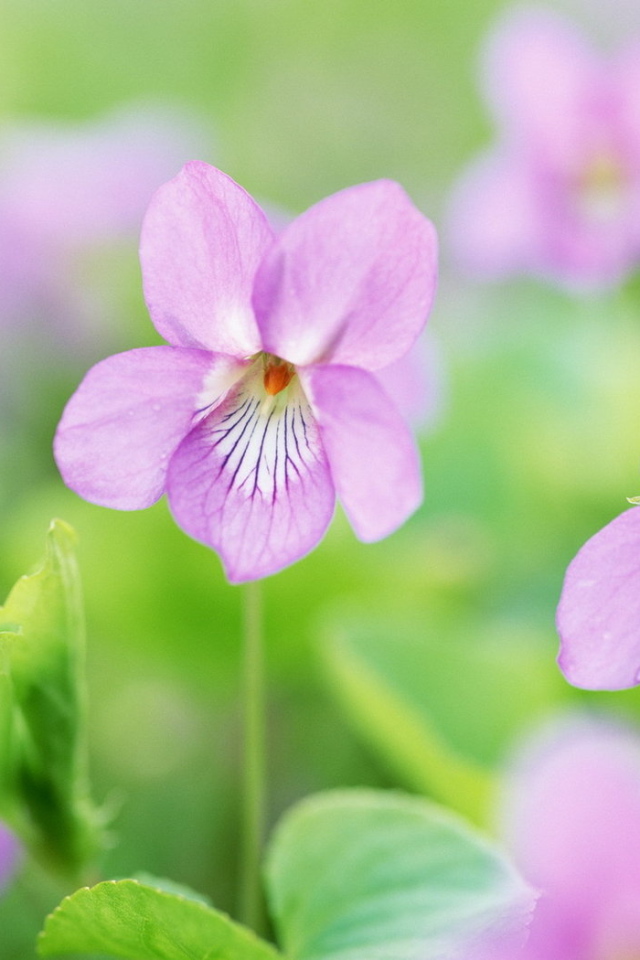 Нежные цветочки