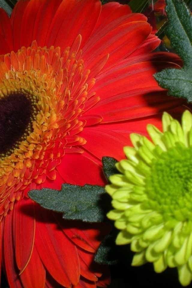 Гербера и хризантемы