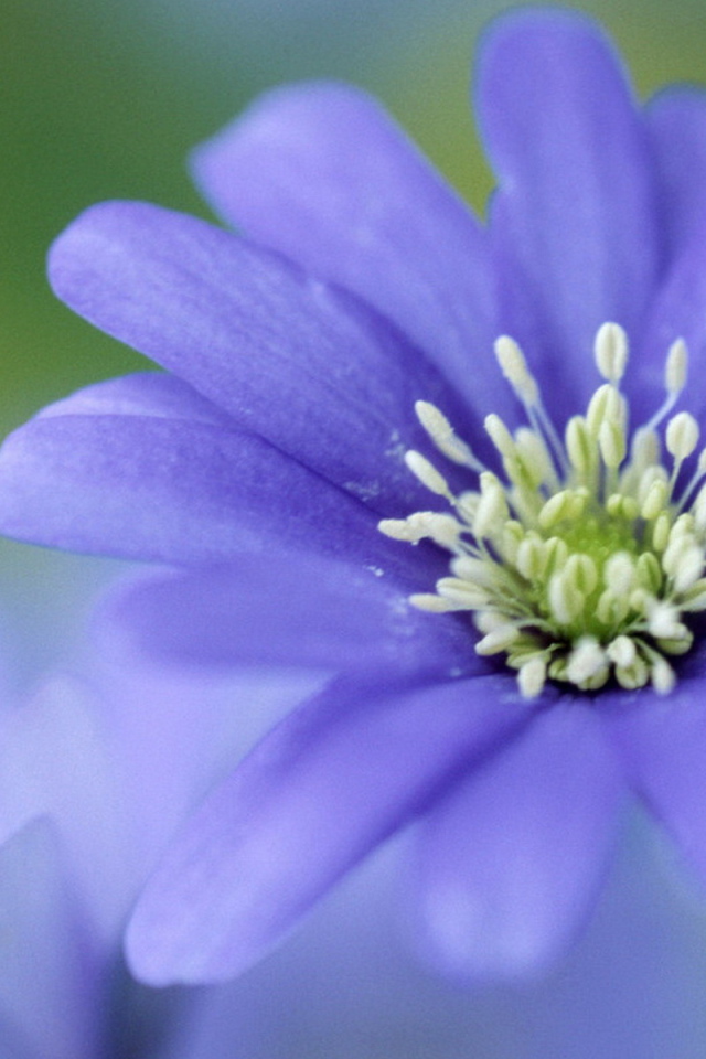 Печёночница