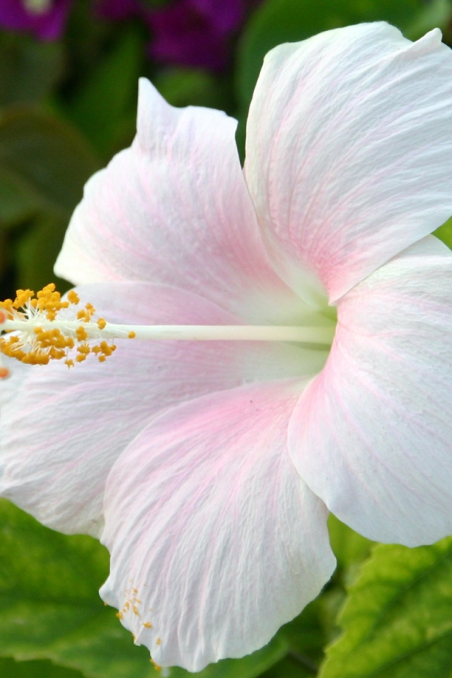 Цветок Hibiscus