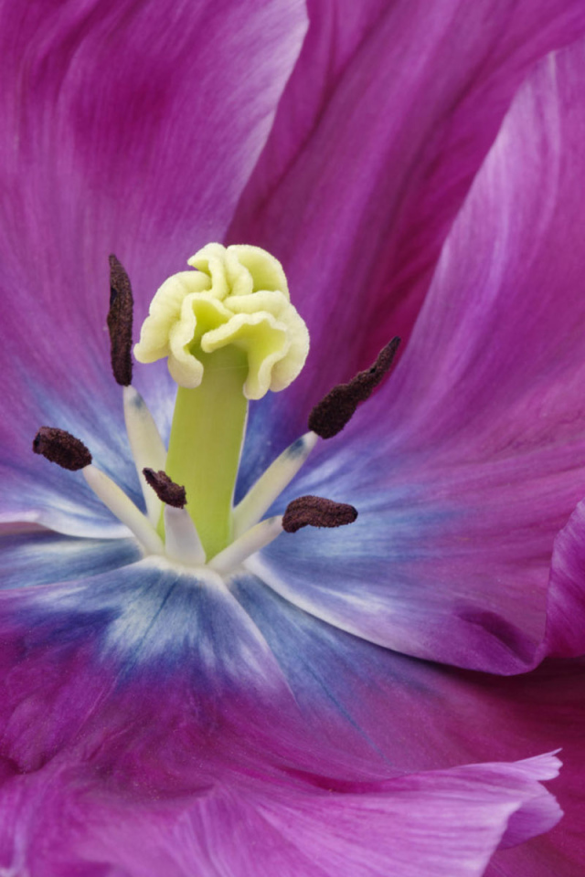 Внутри бутона