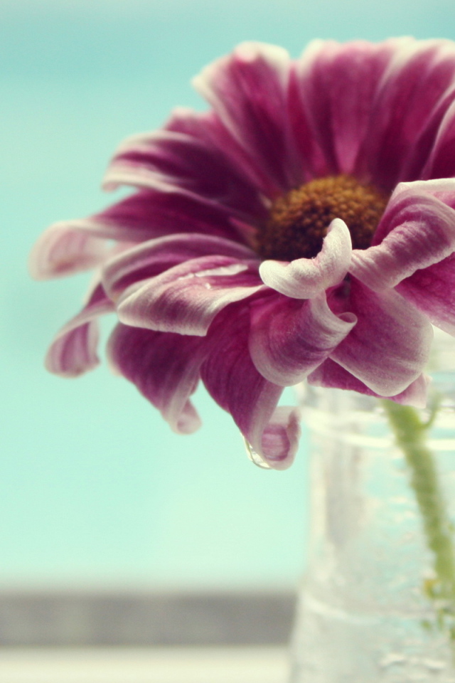 Одинокий цветок