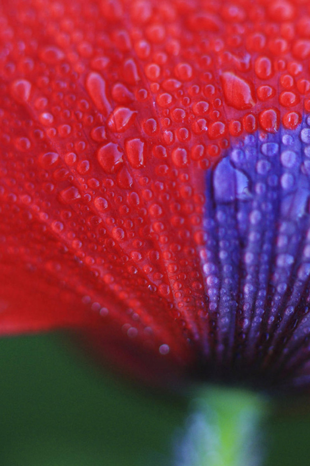 Макро Цветок