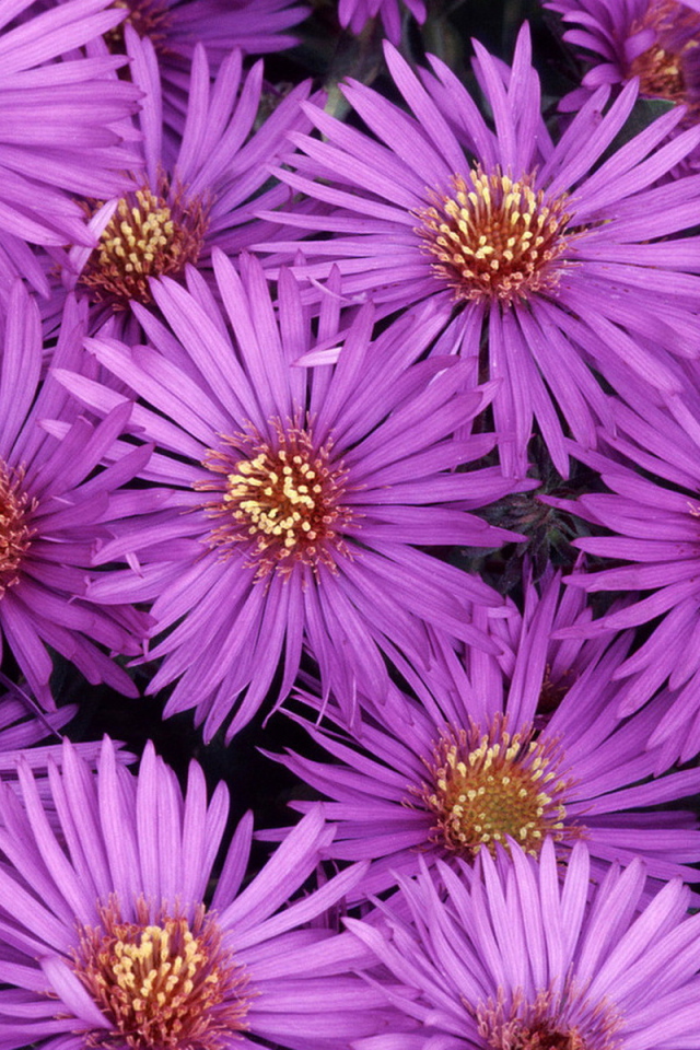 Североамериканские астры