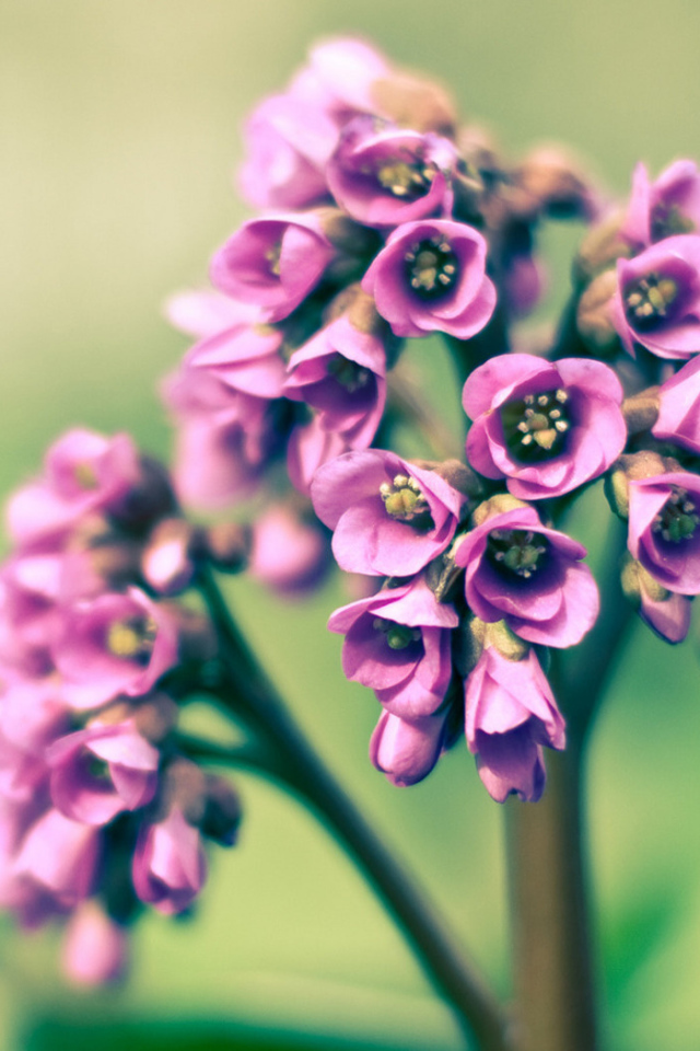 Розовые цветочки