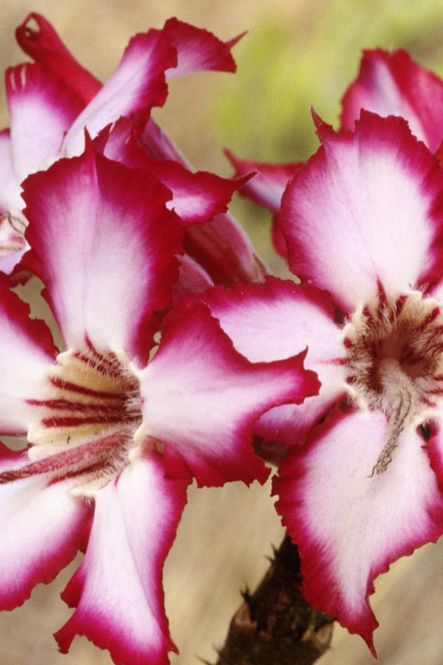 Шикарные цветы