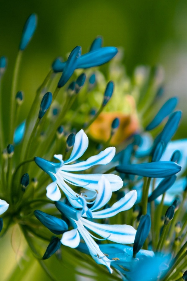 Симпатичные цветочки