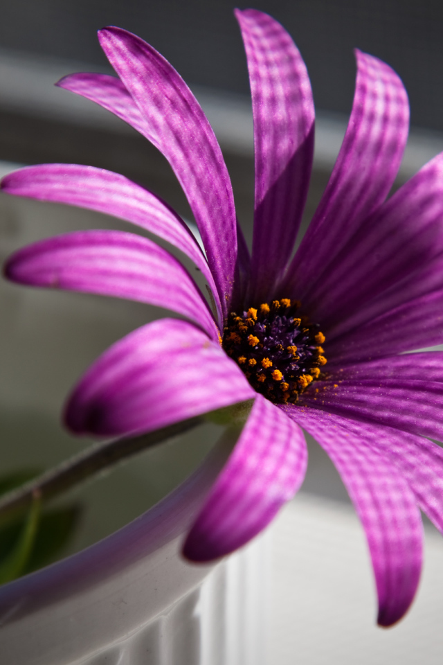 Пурпурный цветок