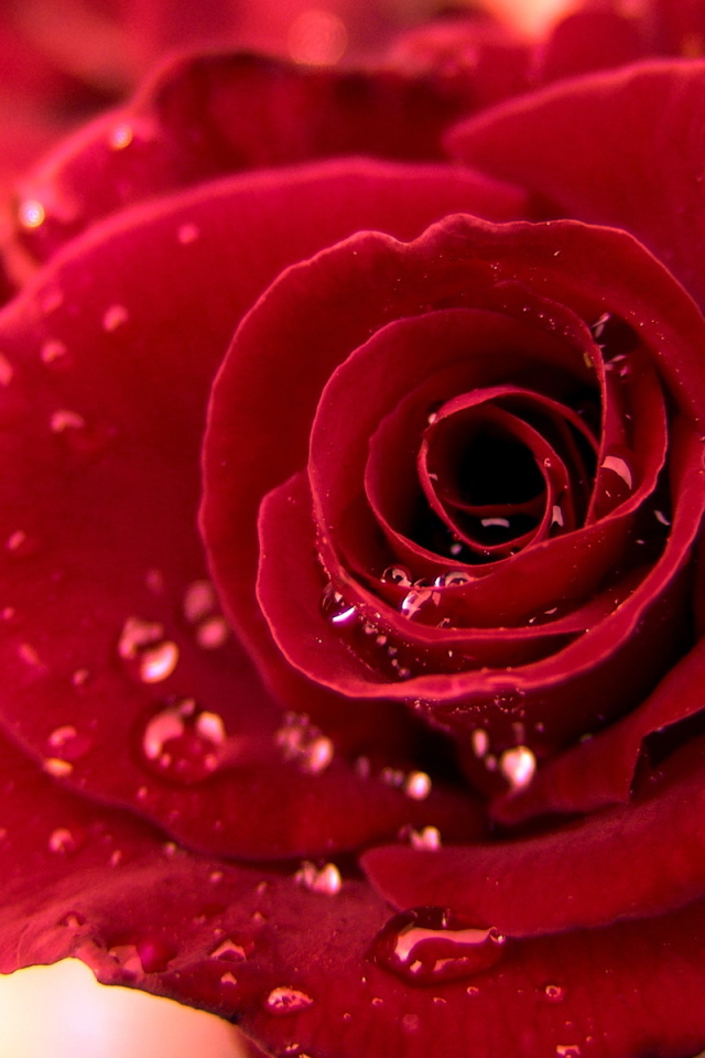 Красная роза