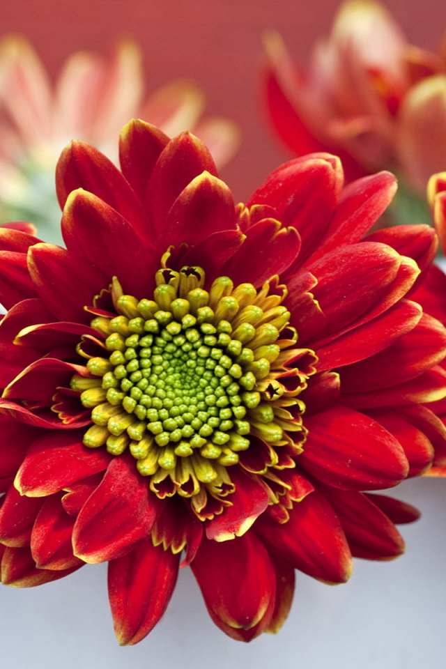 Летний букетик