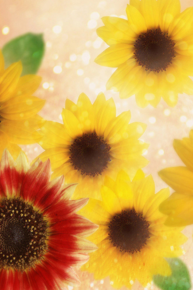 Подсолнухи