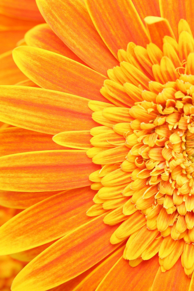 Солнечный цветок