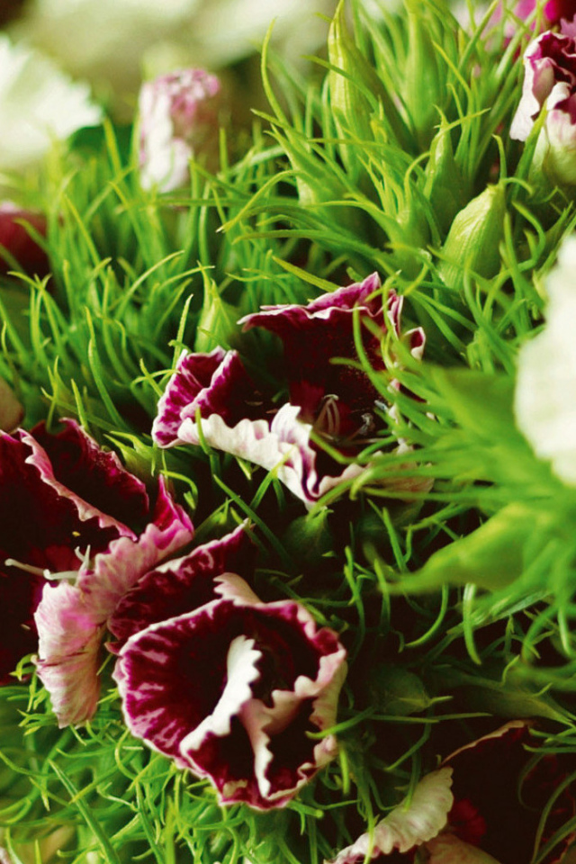 Засохшие гвоздики