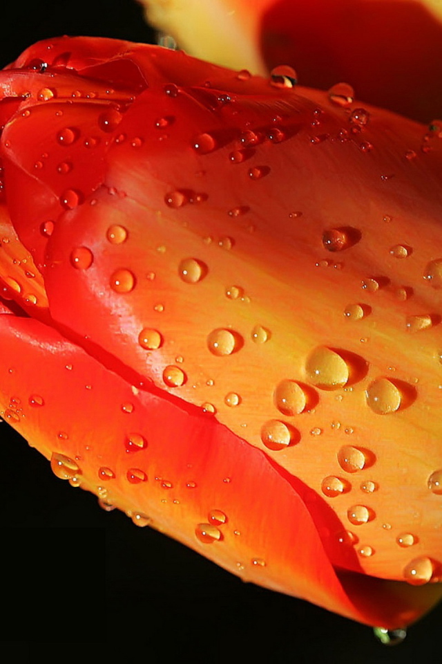 Тюльпан одиночка