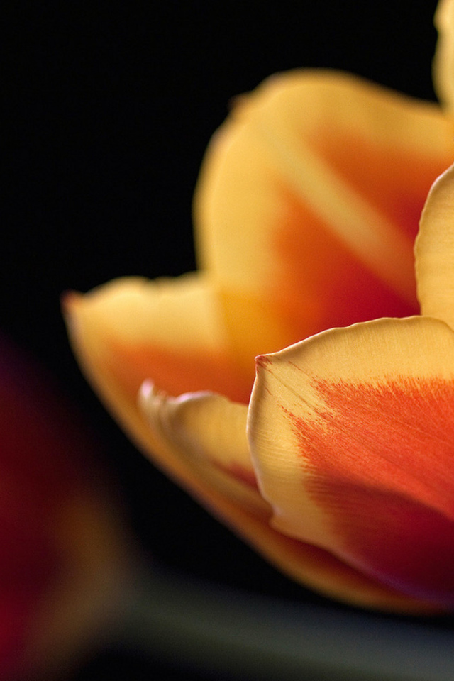 Тюльпан в ночи