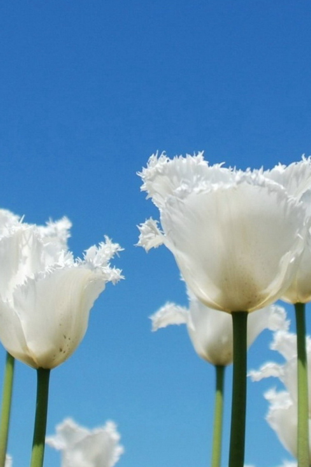 Тюльпаны-облака
