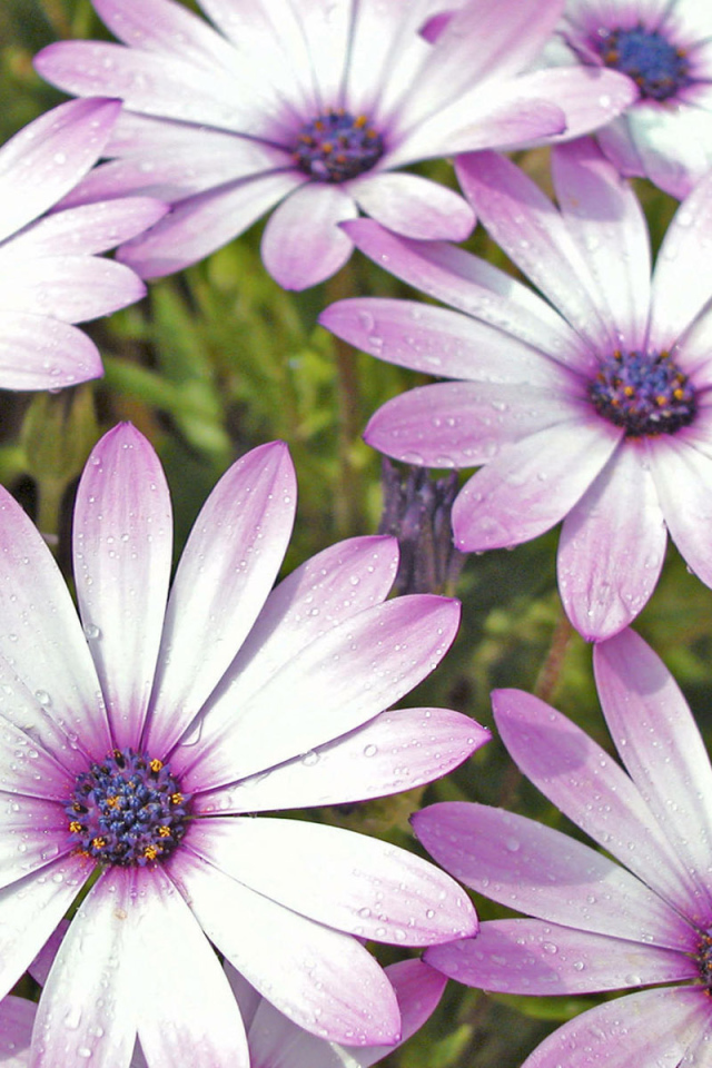 Влажные лепестки цветов