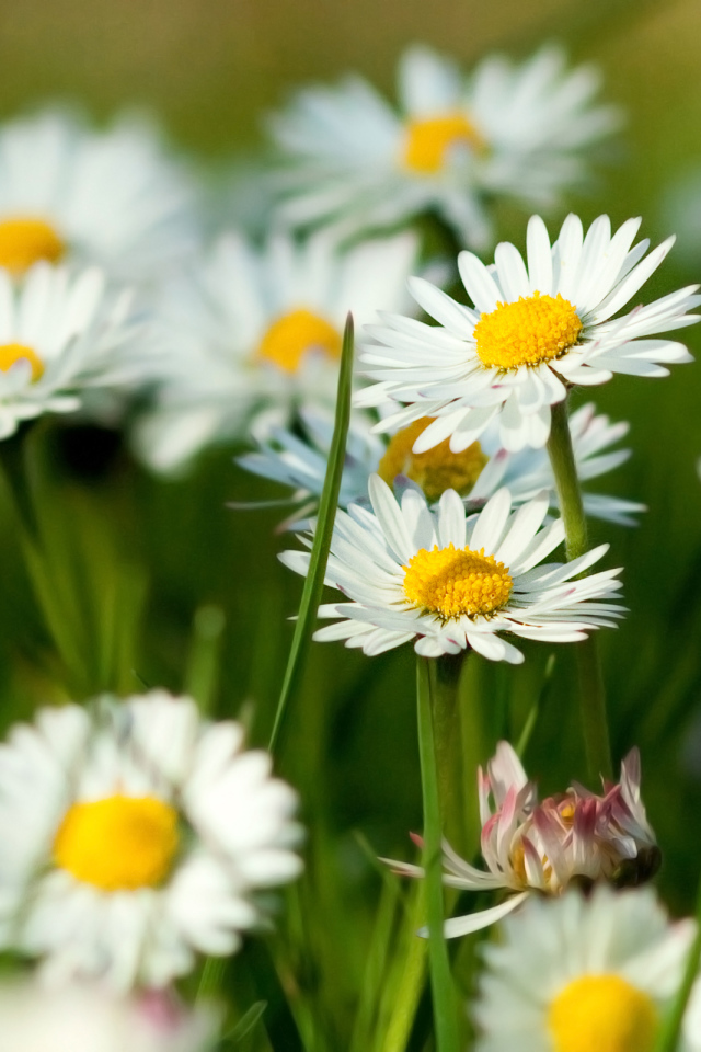 Белые ромашки