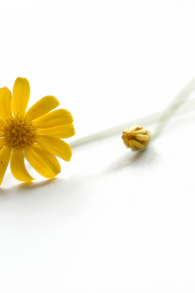 Желтый цветок