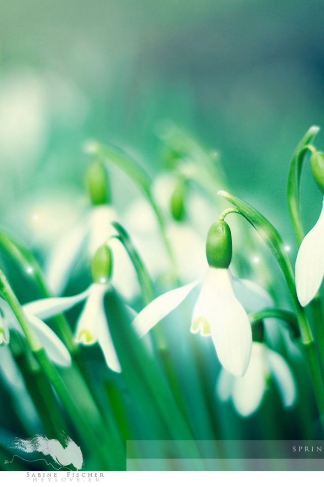 Первые подснежники Весенние цветы