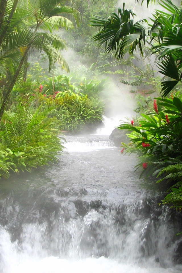 Азиатские джунгли