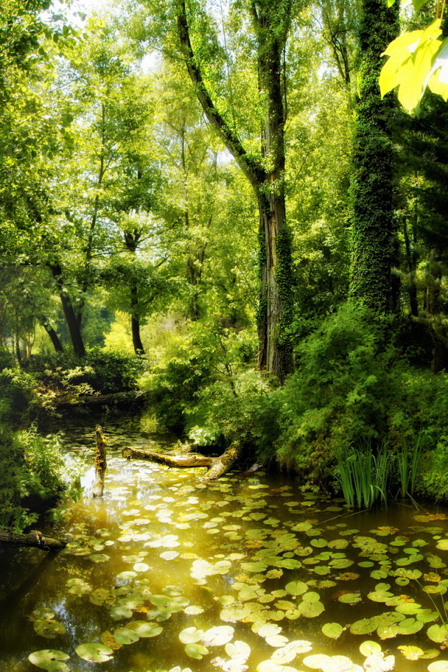 Красота леса