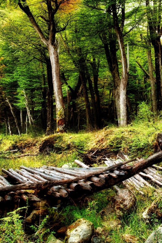 Мостик в лесу