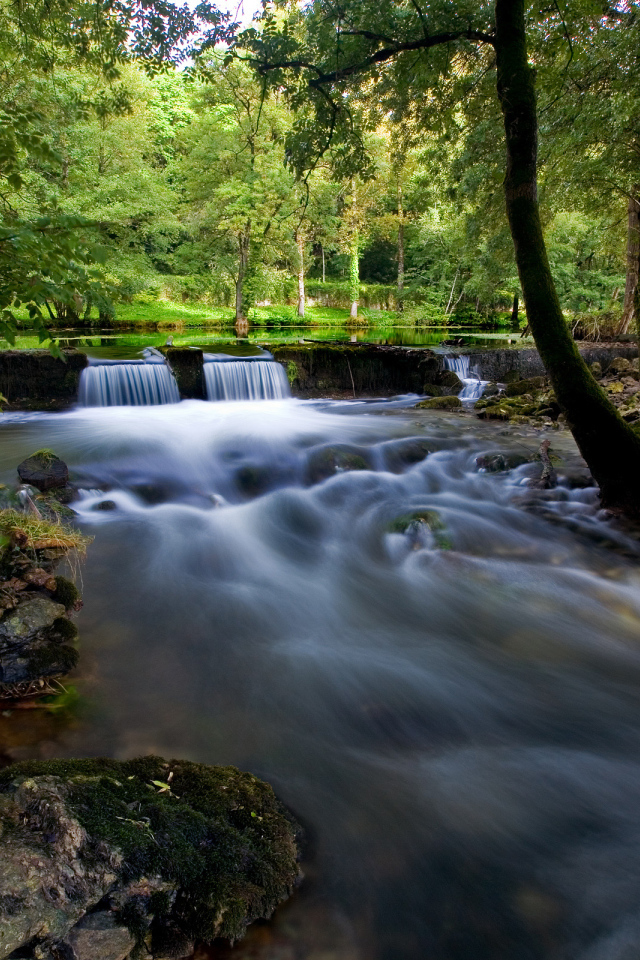 Ручей в лесной чаще