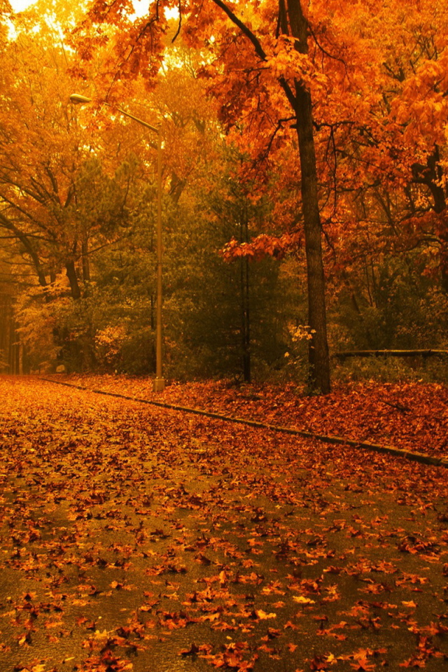 Вечер в осеннем лесу