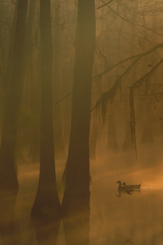 Туман в затопленном лесу