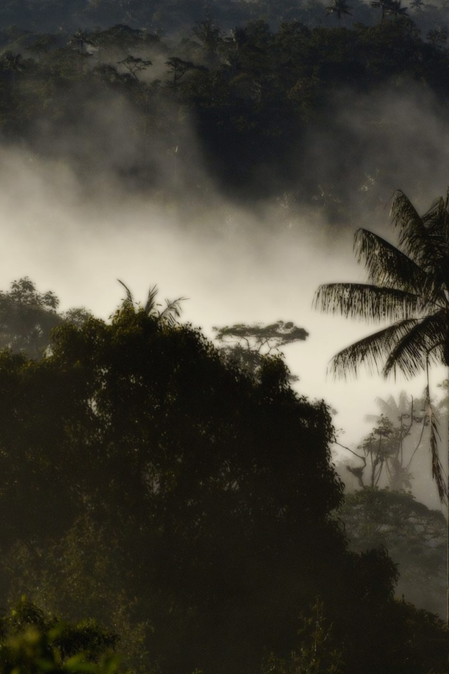 Туман в тропическом лесу