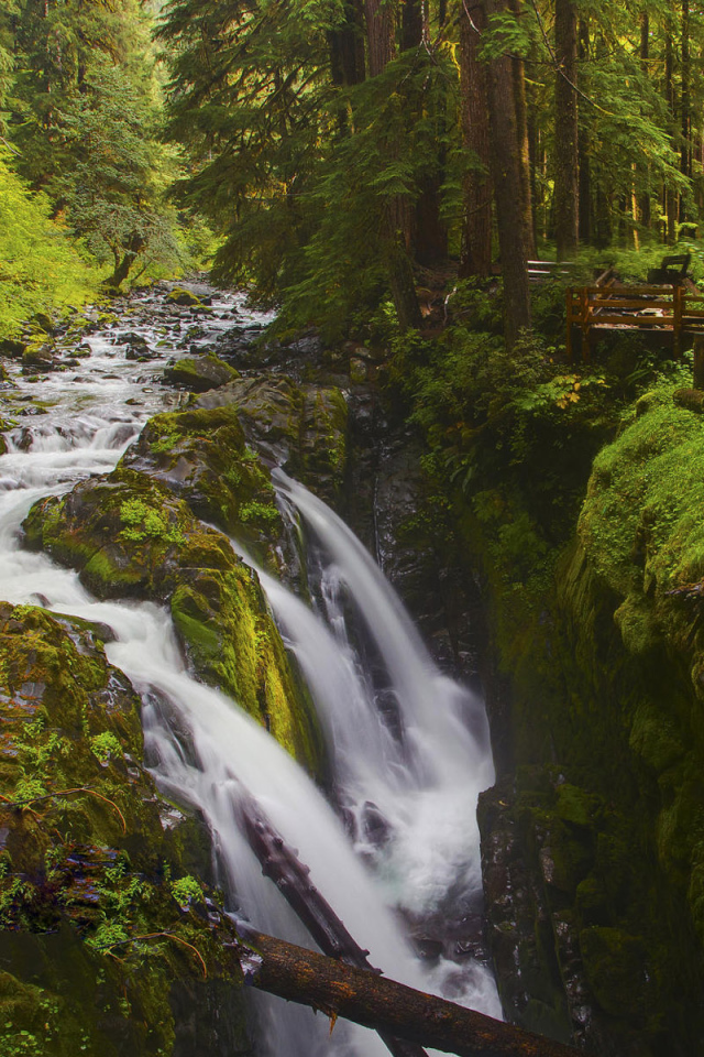 Лесной ручей